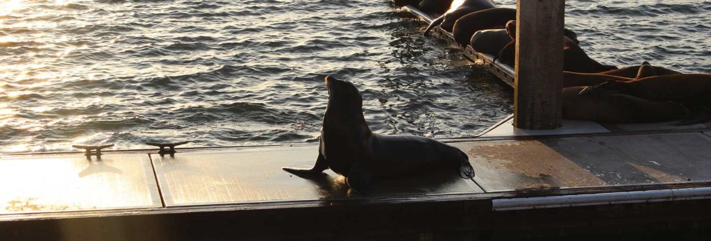 Yacht Living Comes With Curious Seals 