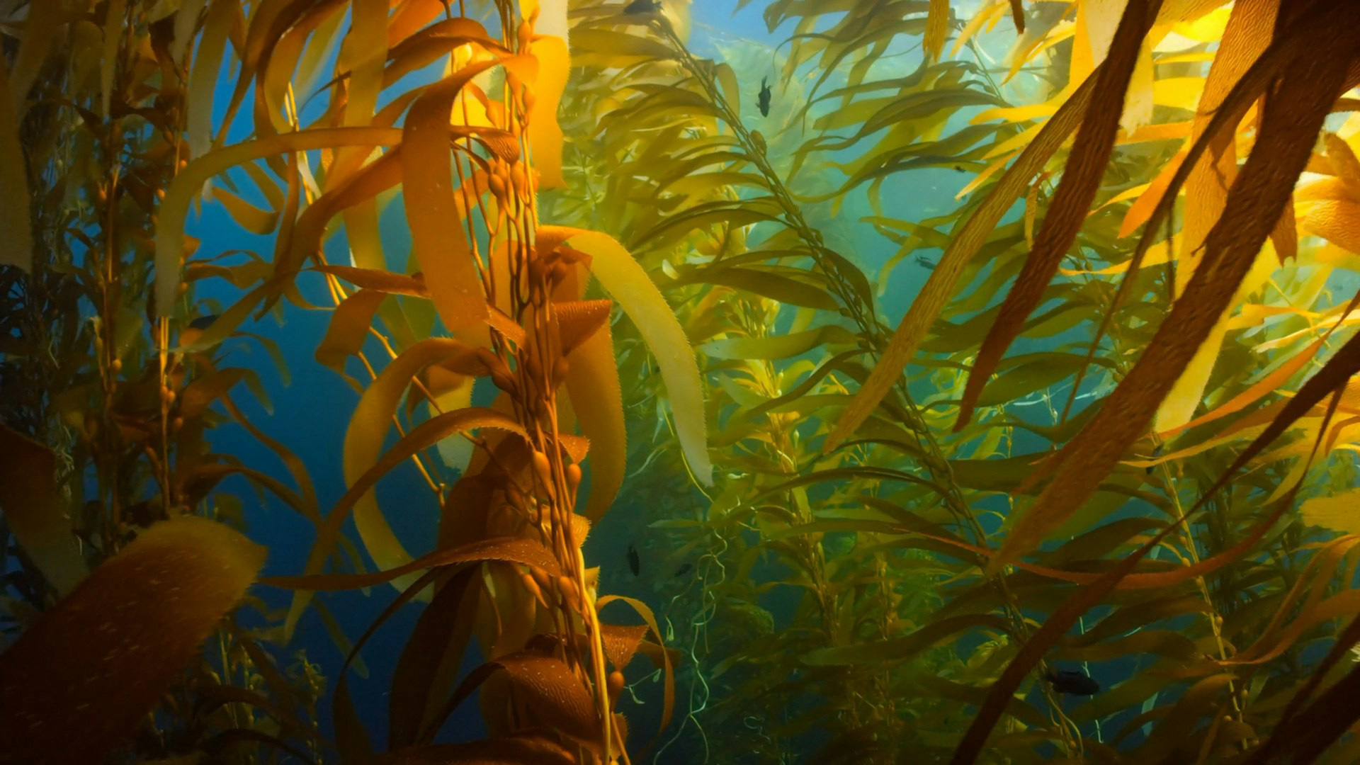 View Of A Renewable Resource Known As A Seaweed Farm