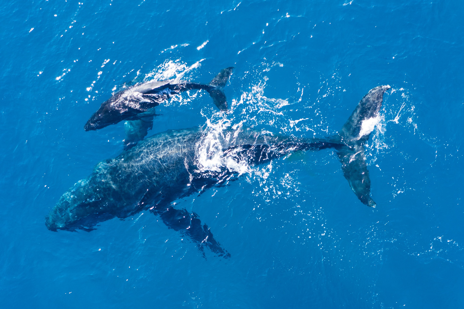A View Of Whales Which Form A Part Of Catamaran Lifestyle