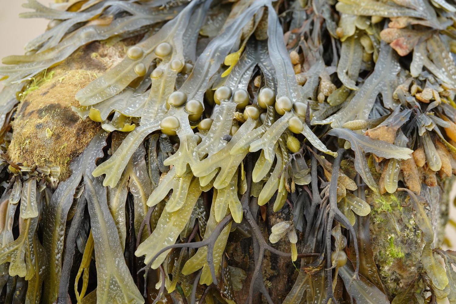 Detailed view of seaweed and marine plants on a rock, highlighting ocean foraging as one of the hobbies of the catamaran community.