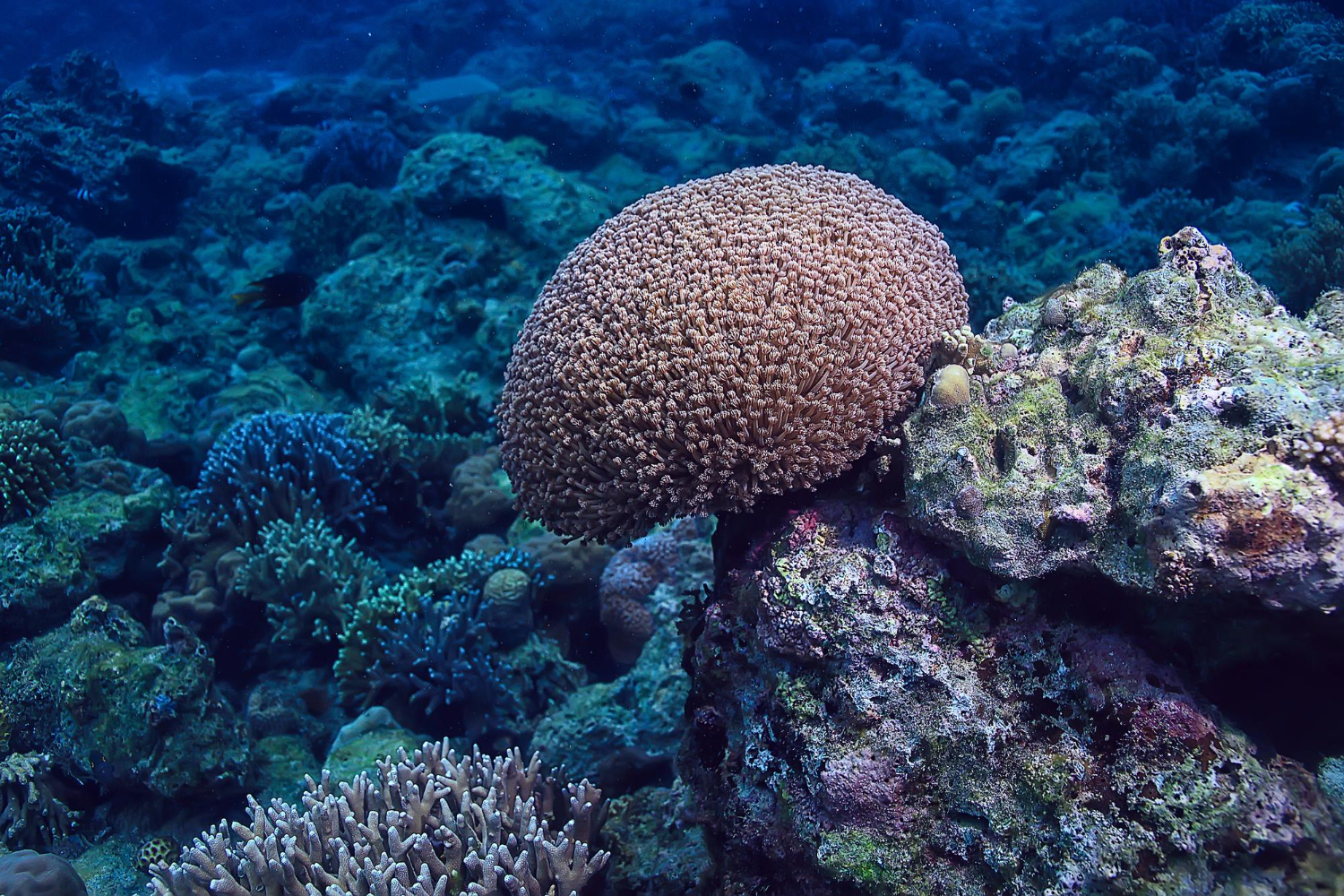 View Of Coral